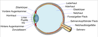 Schema des Augapfels