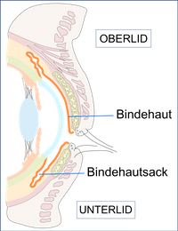 Bindehaut