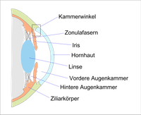 Vorderer Augenabschnitt
